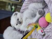 Pofidik 2 aylık dişi ve erkek bebek kediler