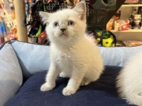 Biblo Güzelliğinde Blue Point British Shorthair