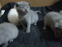 Dişi Scottish Fold Yavru