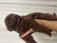 70 Günlük Erkek Yavru Poodle