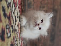 British Longhair Golden Kedim 1,5 Aylık