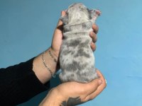 French bulldog yavrularımız ırk garantilidir
