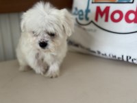 Petmode köpek çiftliğinde ziyarete açık kore maltese