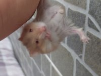 Son yavru gonzales hamster