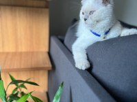 Dişi Scottish Fold Kedimi Sahiplendiriyorum