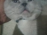 Blue point erkek british shorthair (ayı surat)