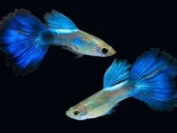 Neon blue Lepistes damızlık