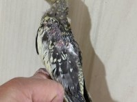 38 GÜNLÜK EL BESLEME EVCİL SULTAN PAPAĞANI BEBEK