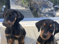 Satılık Safkan Doberman Yavruları