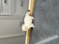 Yuvaya hazır şecereli dişi british longhair