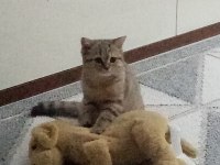 Dişi masum kedimiz