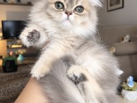 British Longhair Ay12 Erkek Bebek