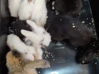 Yavru lop tavşan