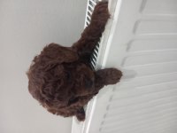 Yeni yuvasına gitmeye hazır poodle