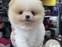 TEDY BEAR POMERANİAN BEBEKLER