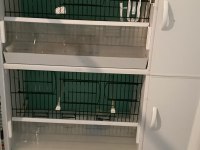Pvc kafes ve malzemeler ile birlikte sultan papağanı