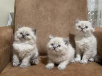 Dişi ve erkek british longhair bebeklerimiz