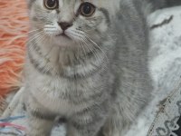 Kırık kulak scottish fold 6 aylık