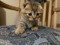 Scottish fold yavrularımız yeni yuvalarını arıyor.