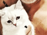 9 Aylık British Shorthair Blue Point