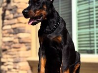 DOBERMANLAR BAZI ŞEYLERİN AÇIKLAMAYA İHTİYACI YOKTUR