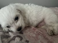 Bembeyaz kar tanesi yavru köpeğimiz