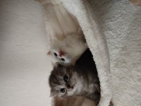 British shorthair bebeklerime yuva arıyorum