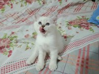 Bal suratlı british shorthair yavrumuz