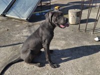Cane corso blue 4.5 aylık renkli göz erkek