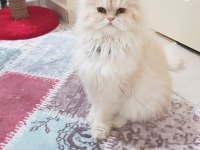 Yetişkin İran Kedisi Erkek