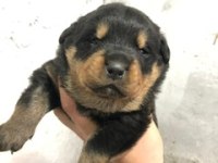 A Kalite Rottweiler