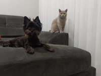 Samimi ve içten akıllı yorkshire terrier