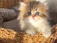 British longhair Black golden minicik sevimli bebek