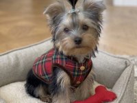 Yorkshire terrier çok sevecen oyuncu