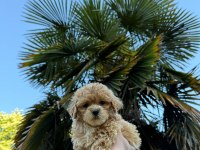 Maltipoo Ve Diğer Irklar İçin İletişime Geçin