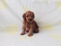 Maltipoo yavrularım orijinal ev doğumlu