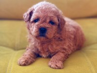 Toy poodle köpeği
