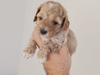 Poodle yavru köpeğimiz