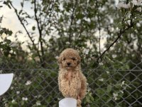 POODLE YAVRUMUZ YENİ YUVASINI ARIYOR