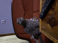 Kehribar gözlü scottish fold