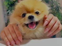 Yakışıklı pomeranian oğlum yeni ailesini arıyor