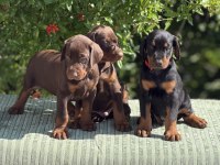 EUROPEAN DOBERMAN YAVRULAR