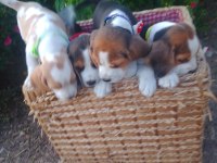 Elizabeth Beagle yavrular