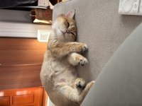 Golden Sarı Yeşil Gözlü British Shorthair