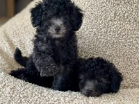 Silver Toy Poodle Show Seviye