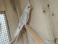 4 aylık civarı sultan papağanları