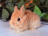 Hollanda lop ve cüce tavşanlar