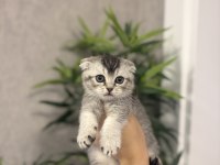 SCOTTISH FOLD AYI SURAT YAVRULARIM 