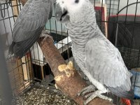 BEBEK JAKO PAPAĞANLARI