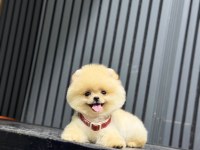 Show Kalite Pomeranian Boo Yavrular